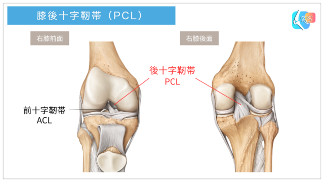 後十字靭帯(PCL)の位置と膝関節の解剖を示したイラスト
