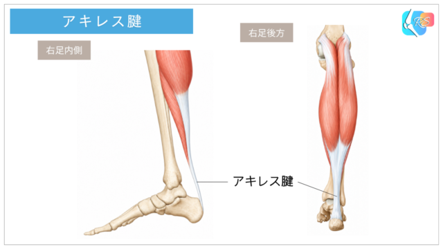 アキレス腱と周囲組織の位置関係を示した説明イラスト