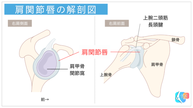 肩関節唇の位置を示す解剖図（肩関節の側面図と前面図）