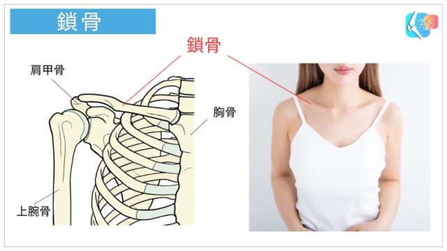 鎖骨の位置を示した解剖図と体表から触れられる部位を示したイラスト
