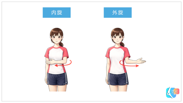 肩関節の内旋位と外旋位のイラスト（肩関節脱臼後の固定肢位）