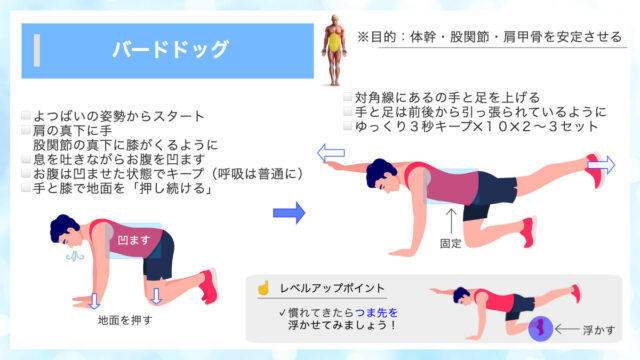 バードドッグ