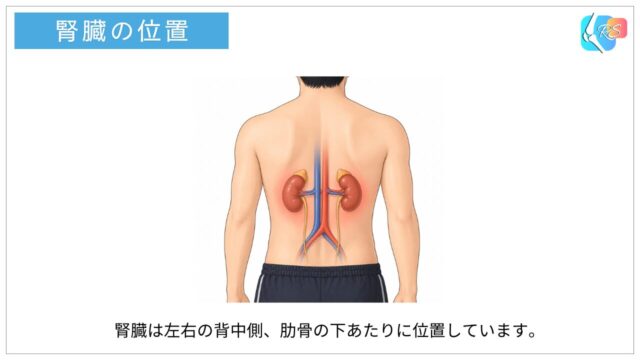 腎臓の位置を示した解剖図（背中側の肋骨下部付近に存在する左右の腎臓）