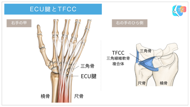 尺側手根伸筋（ECU）腱とTFCC（三角線維軟骨複合体）の位置関係を示した手関節尺側の解剖イラスト