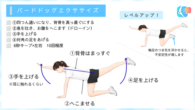 グロインペイン症候群で行う、四つん這いバードドッグエクササイズの説明図。股関節に荷重を乗せ、体幹、骨盤帯、背骨を安定させるトレーニングです。