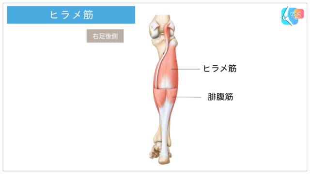 ヒラメ筋の位置と解剖を示したイラスト