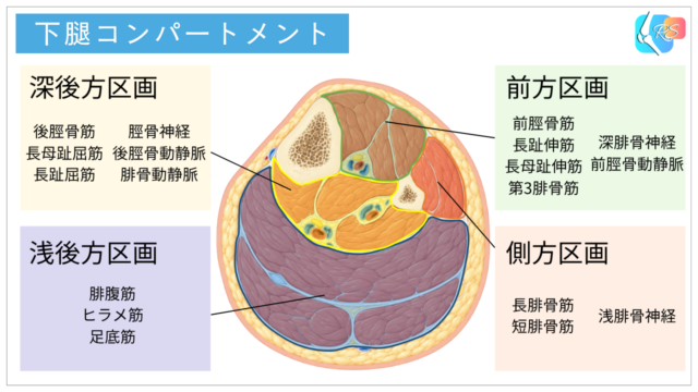 下腿コンパートメント症候群の解剖図。前方・外側・浅後方・深後方の4区画と、それぞれに含まれる主な筋肉・神経・血管を示す。