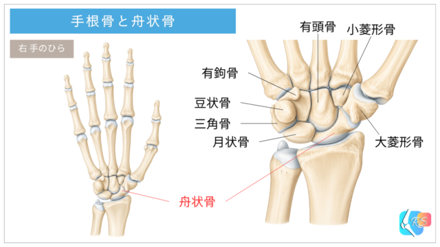 手根骨と舟状骨の位置を示した手関節の解剖イラスト