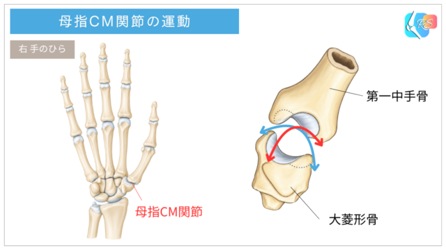 母指CM関節の鞍関節構造と2軸運動を示すイラスト