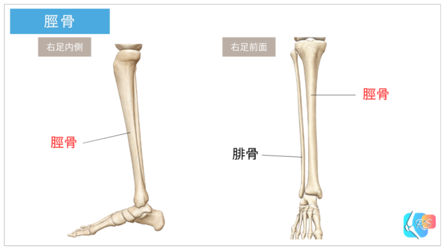 脛骨の解剖学的位置と形状を示すイラスト