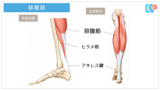 腓腹筋・ヒラメ筋・アキレス腱の位置を示した下腿後面のイラスト
