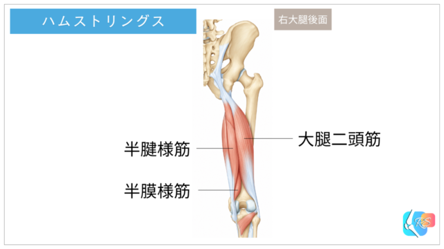 ハムストリングスの解剖図。骨盤から膝にかけて走行する大腿二頭筋、半腱様筋、半膜様筋と腱の位置関係