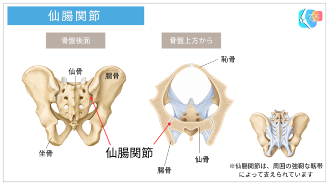 仙腸関節の位置と周囲の靱帯を示す解剖図。骨盤後面・上方から見た関節の構造と、靱帯による支持を説明。