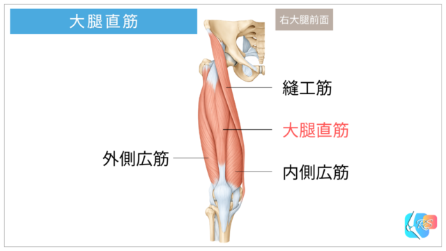 右大腿前面の筋解剖図。大腿直筋、外側広筋、内側広筋、縫工筋の位置を示したイラスト。