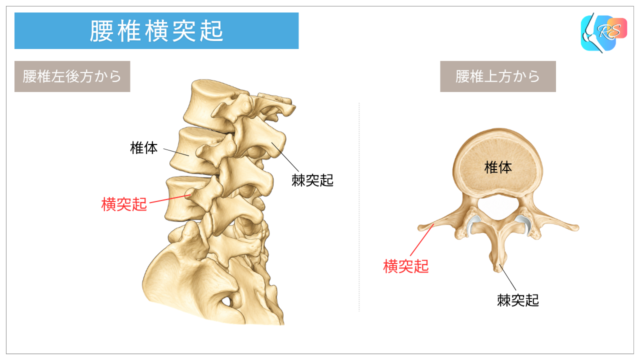 腰椎横突起の位置を後方・上方から示した解剖イラスト